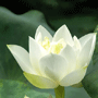 Hình đại diện của thành viên