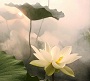 Hình đại diện của thành viên