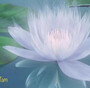 Hình đại diện của thành viên