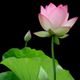 Hình đại diện của thành viên